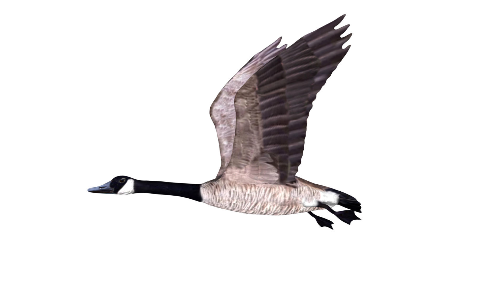 Canadian Goose 3D model_1
