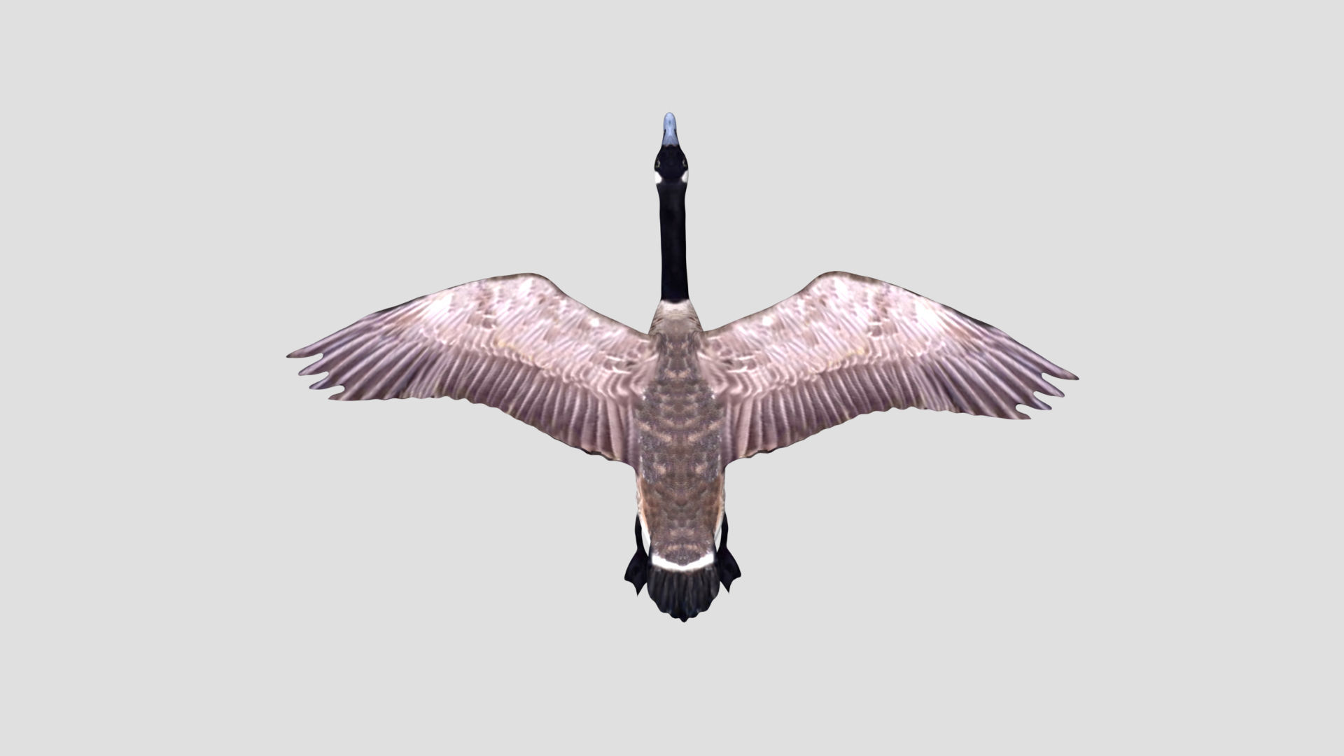 Canadian Goose 3D model_4