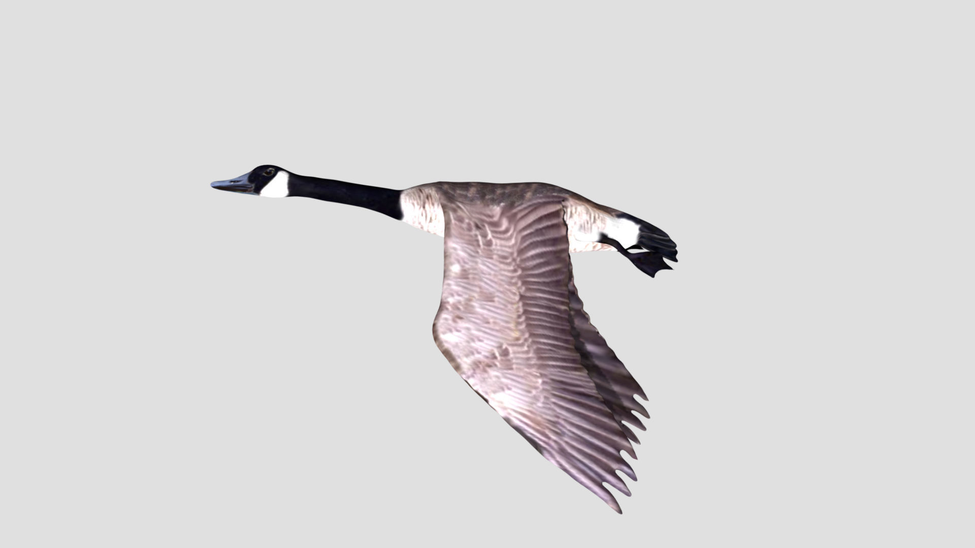 Canadian Goose 3D model_2