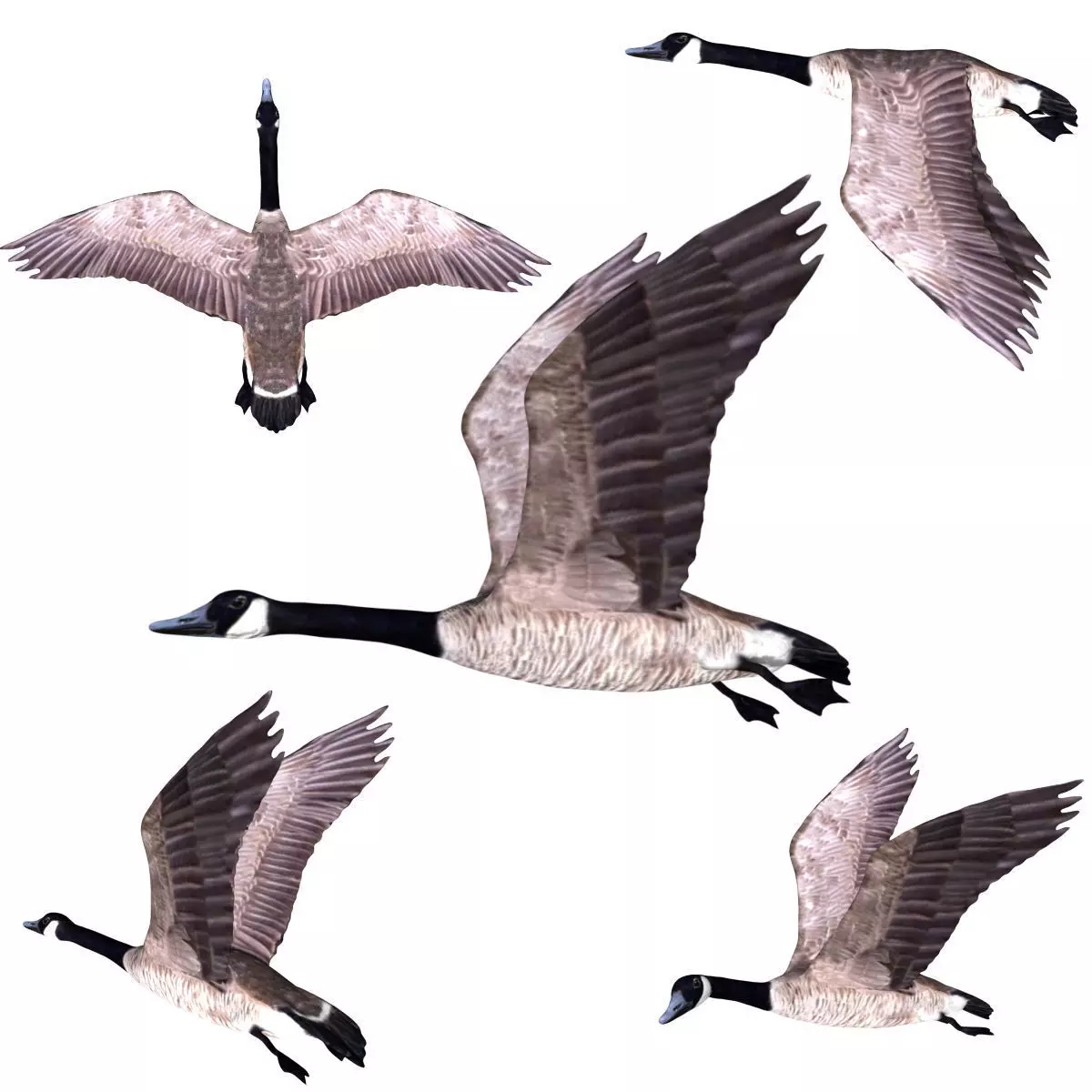 Canadian Goose 3D model_0
