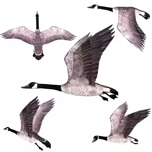 Canadian Goose 3D model