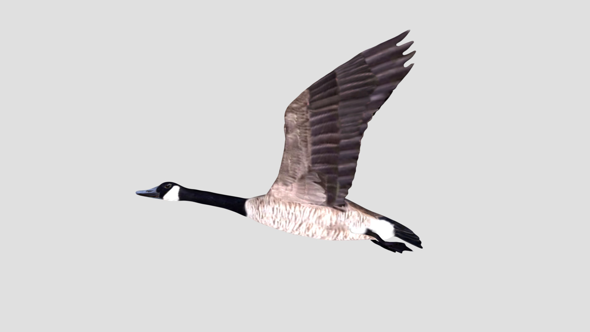 Canadian Goose 3D model_6