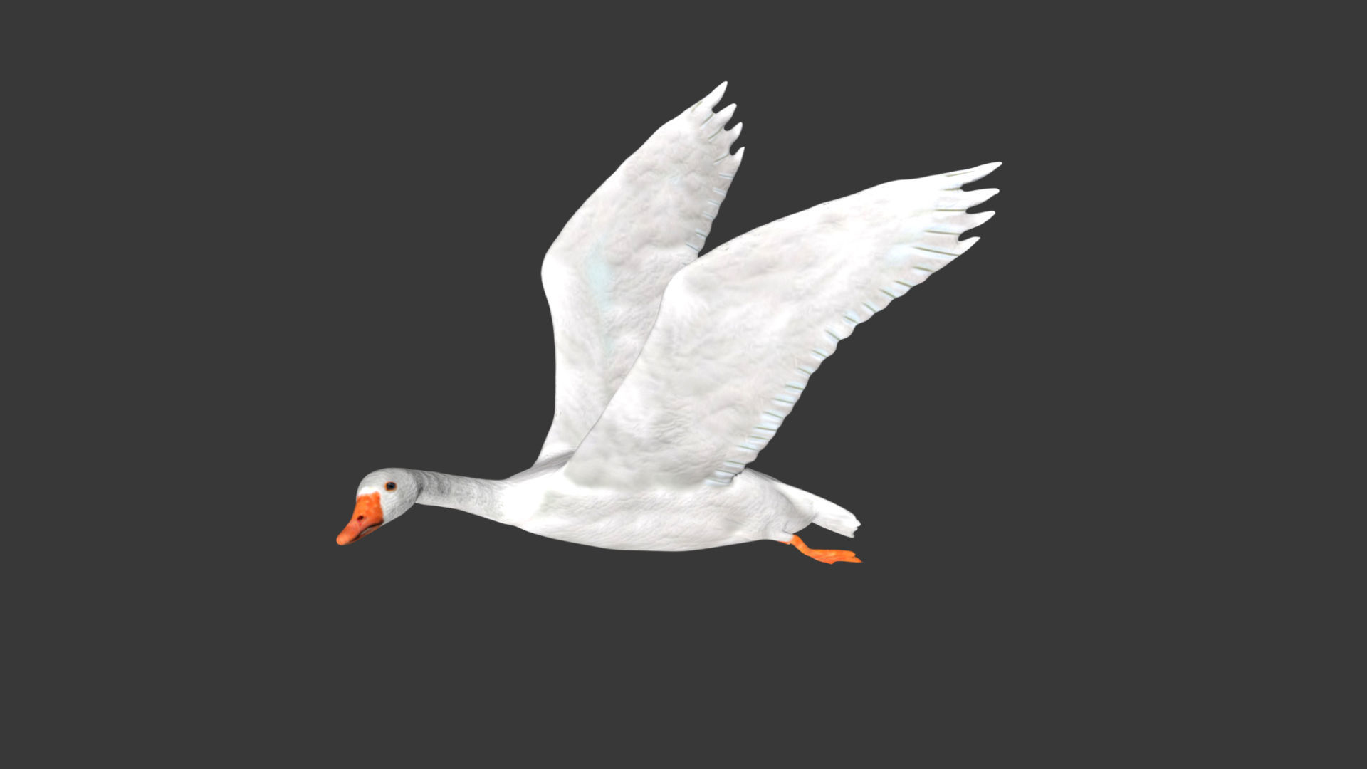 Goose flying in sky 3D model_2