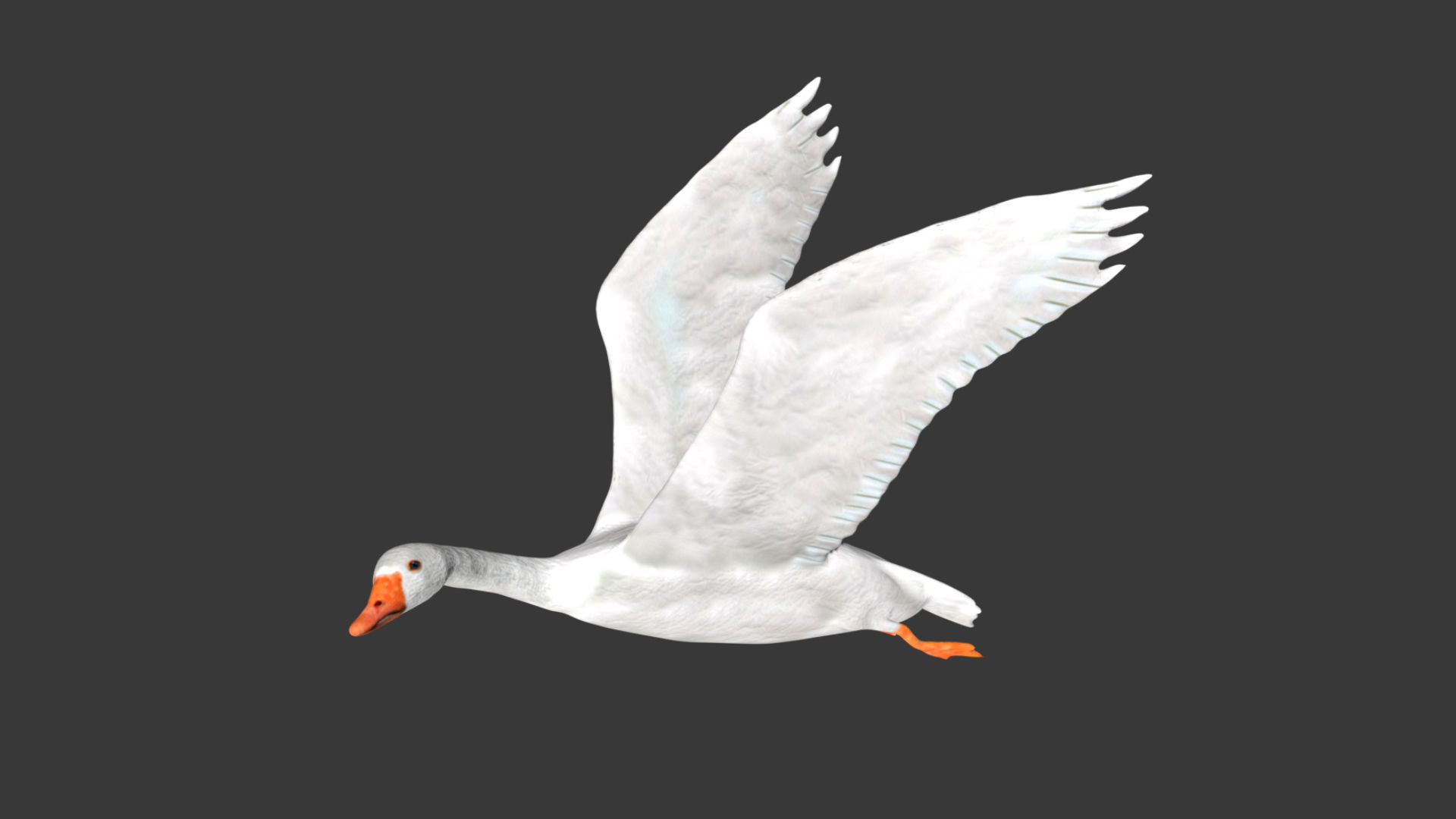 Goose flying in sky 3D model_5