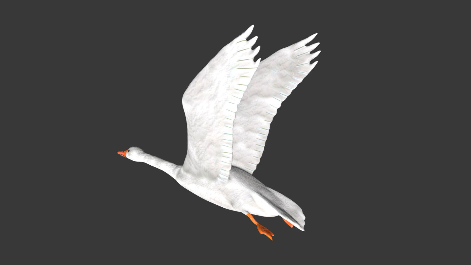Goose flying in sky 3D model_6
