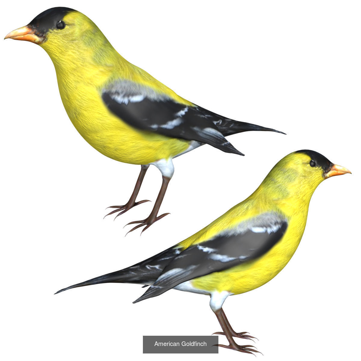 Impactful Birds Collection _7