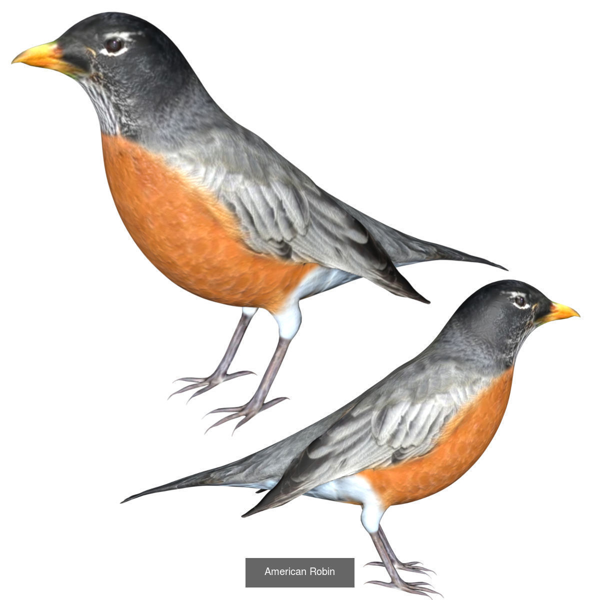 Impactful Birds Collection _14