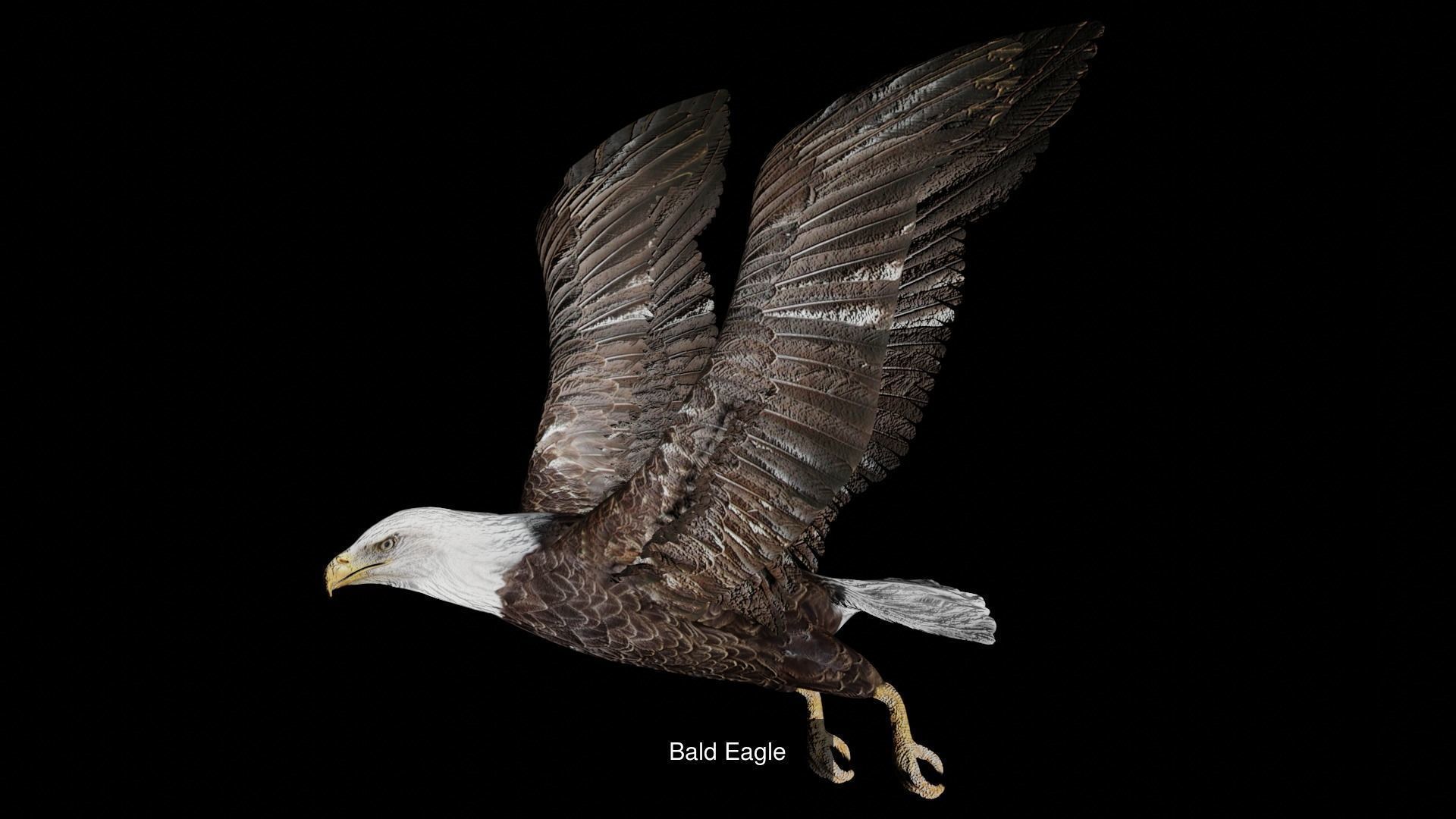 Impactful Birds Collection _1