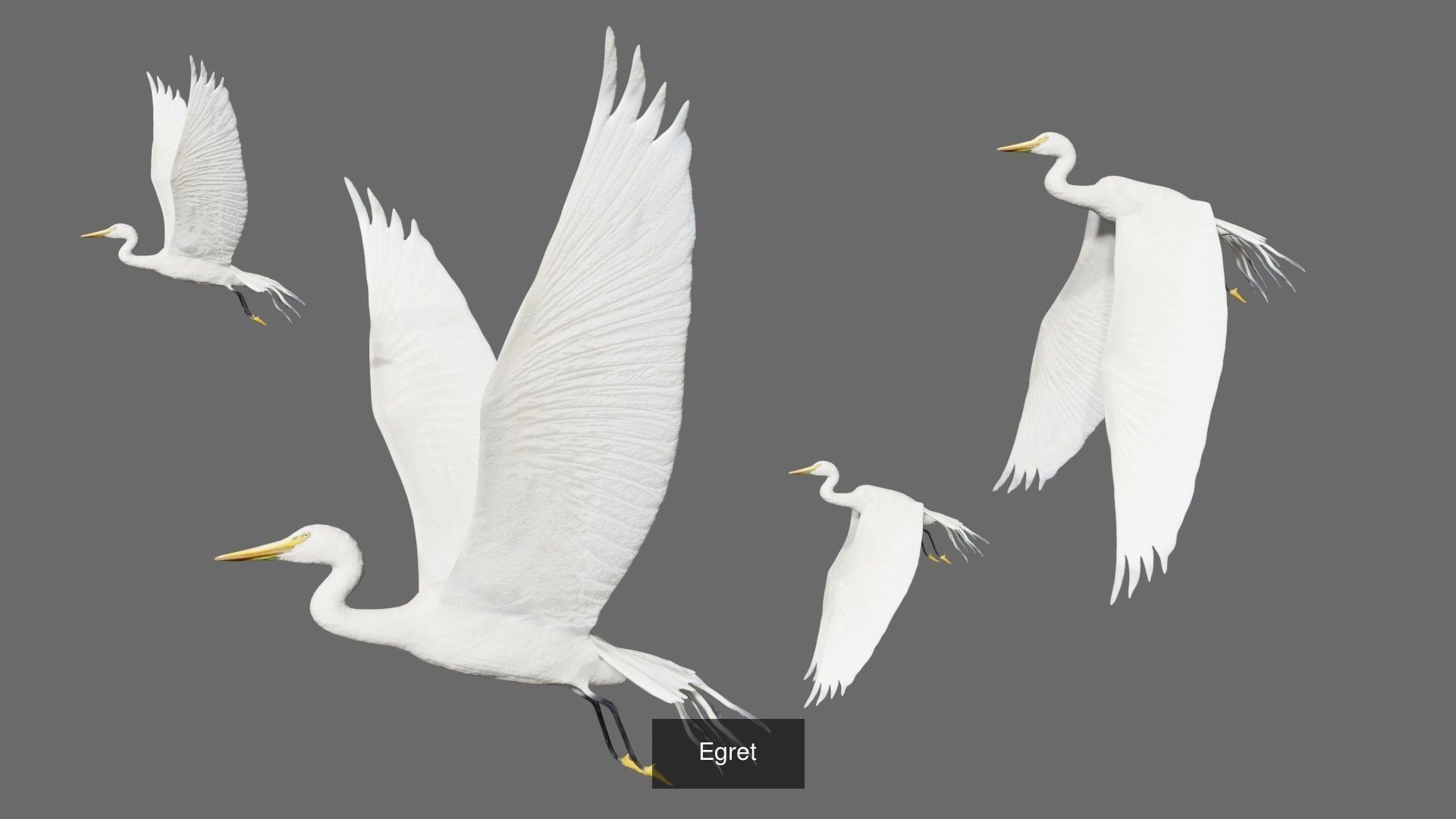 Impactful Birds Collection _6