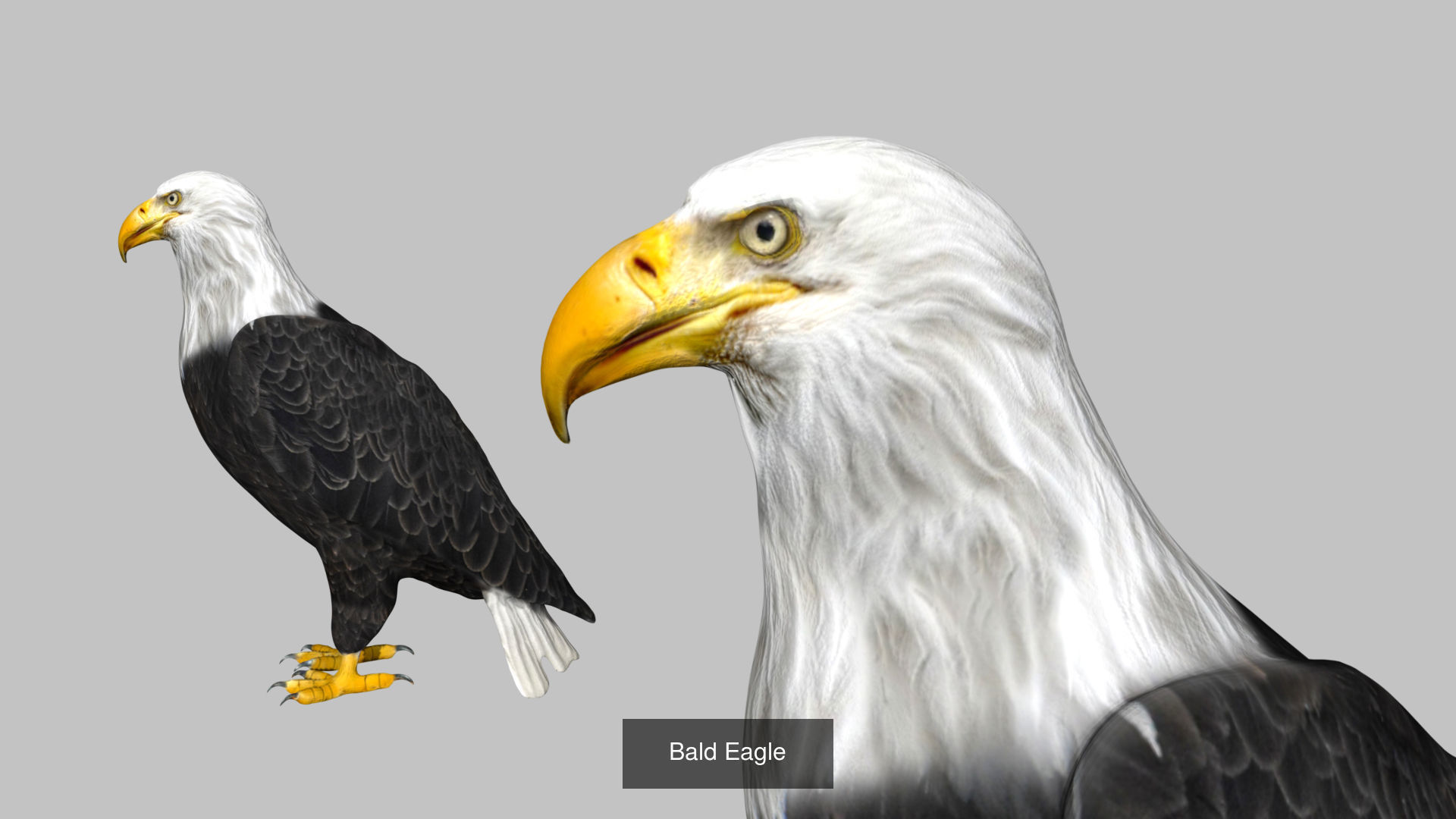 Impactful Birds Collection _3