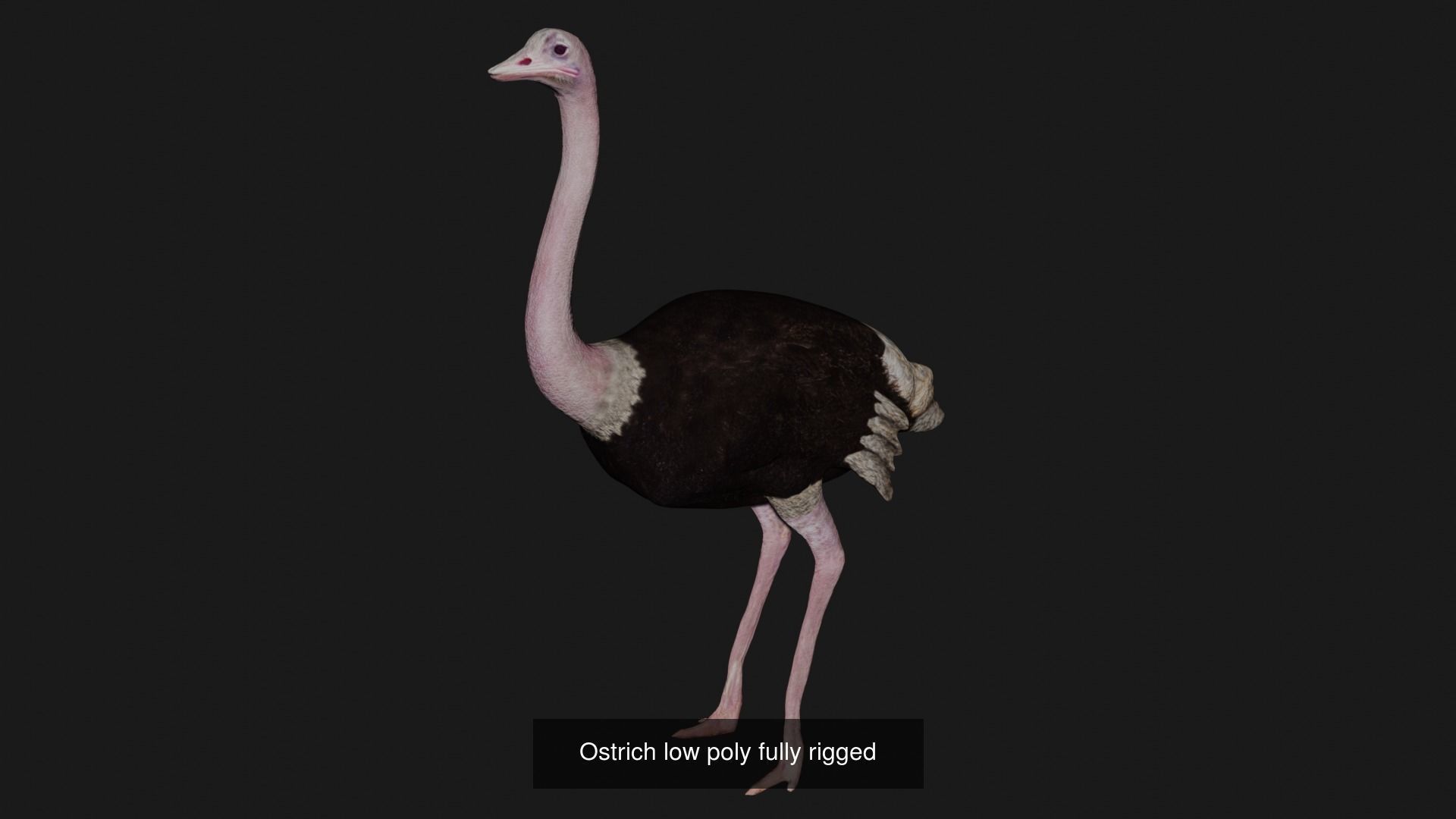 Impactful Birds Collection _2