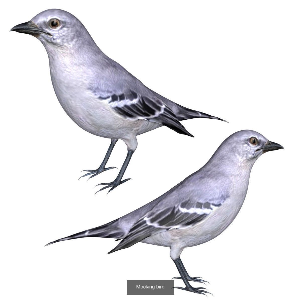 Impactful Birds Collection _13