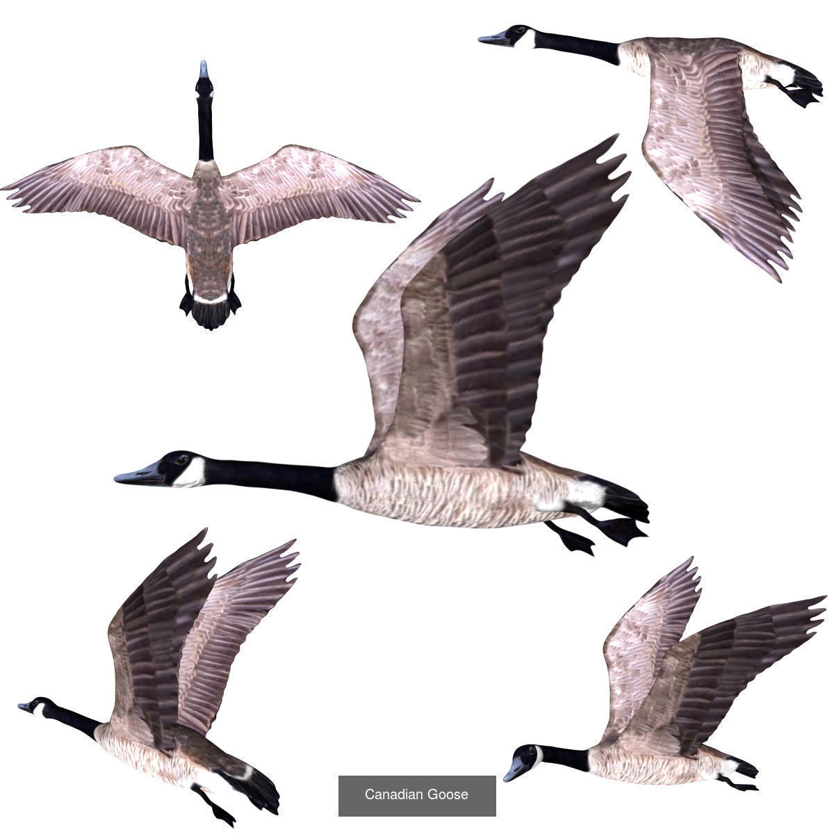 Impactful Birds Collection _15