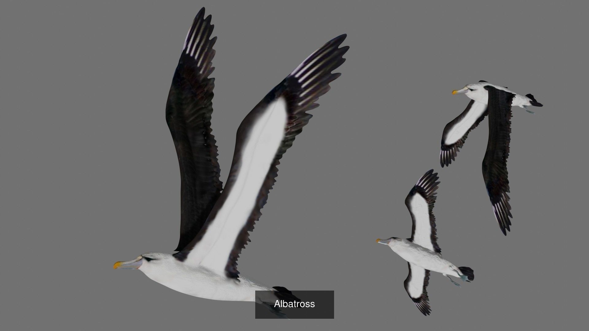 Impactful Birds Collection _12