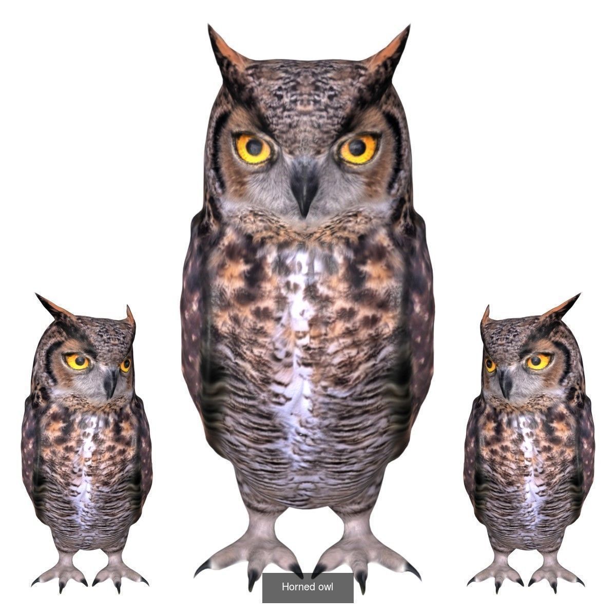 Impactful Birds Collection _8