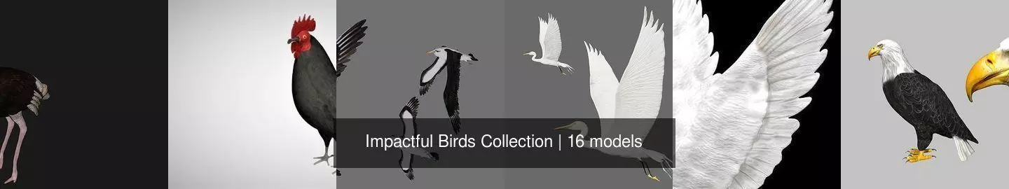 Impactful Birds Collection _0