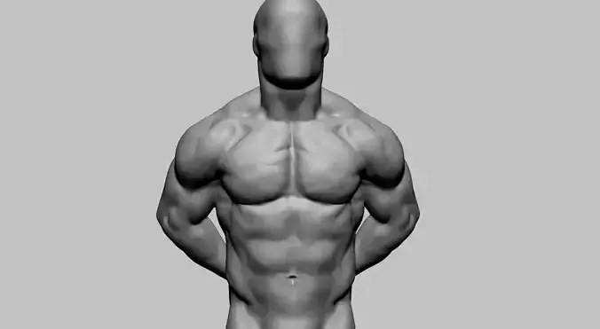 Male Torso Printable v2 3D print model