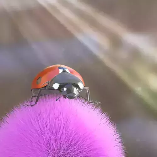Ladybug
