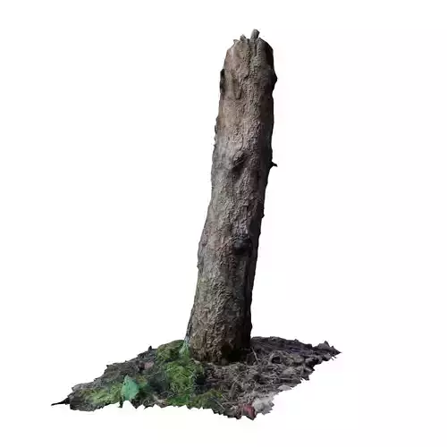 Photoscanned Stump