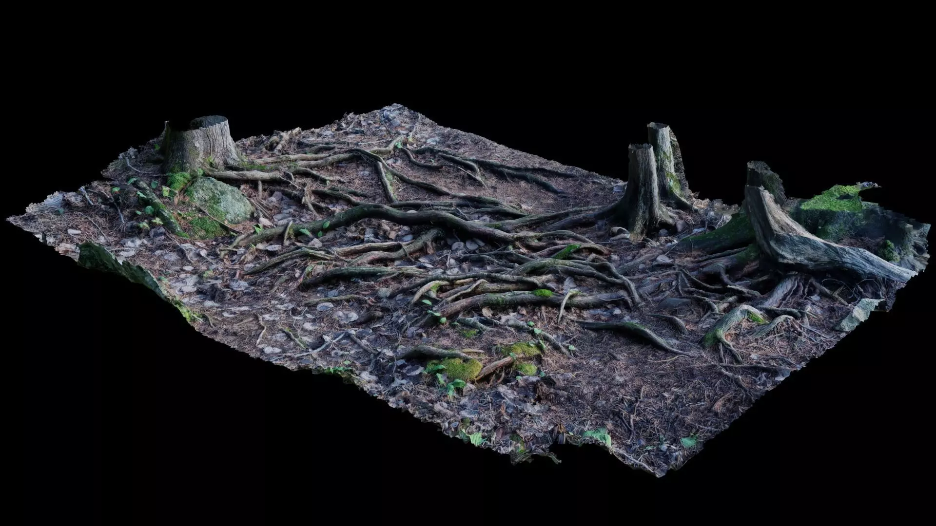 Forest Roots 3D model_0