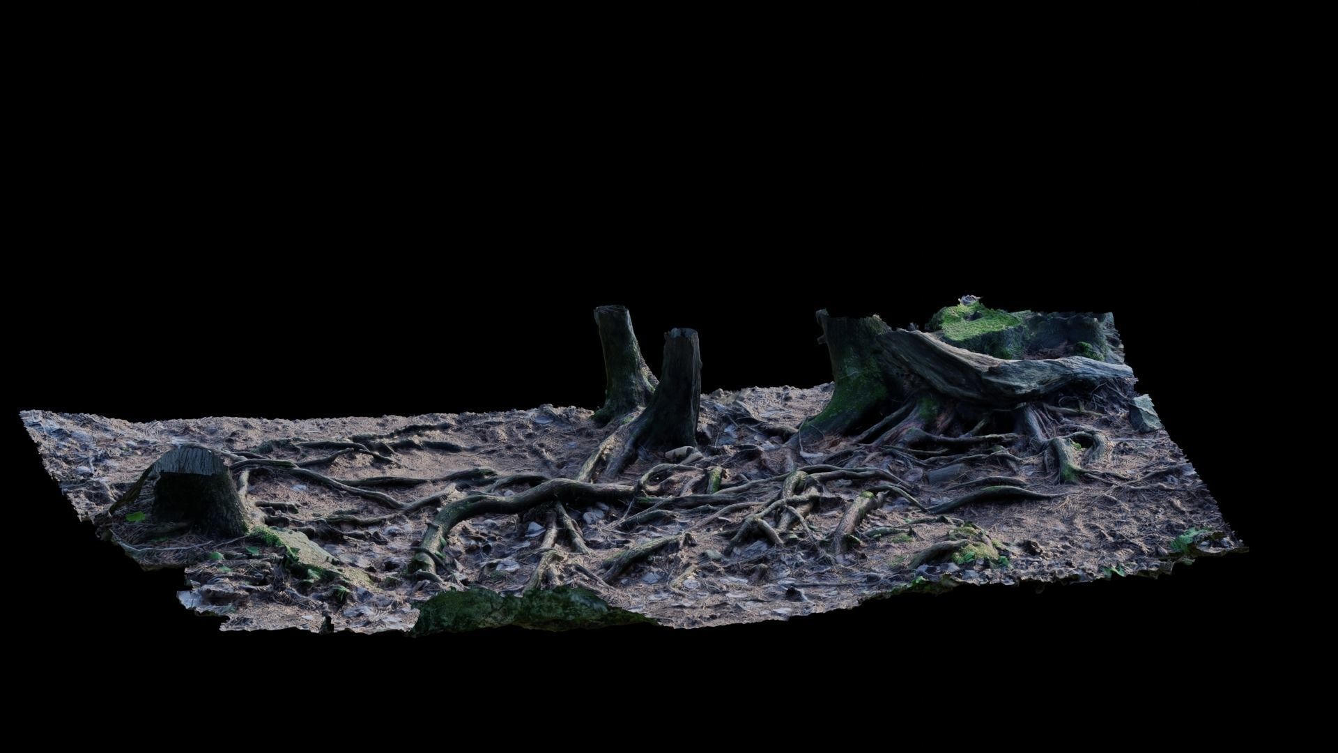 Forest Roots 3D model_28