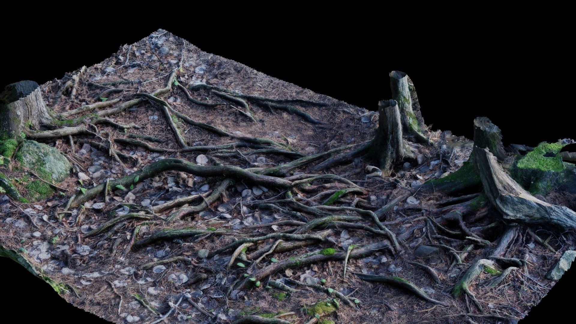 Forest Roots 3D model_16