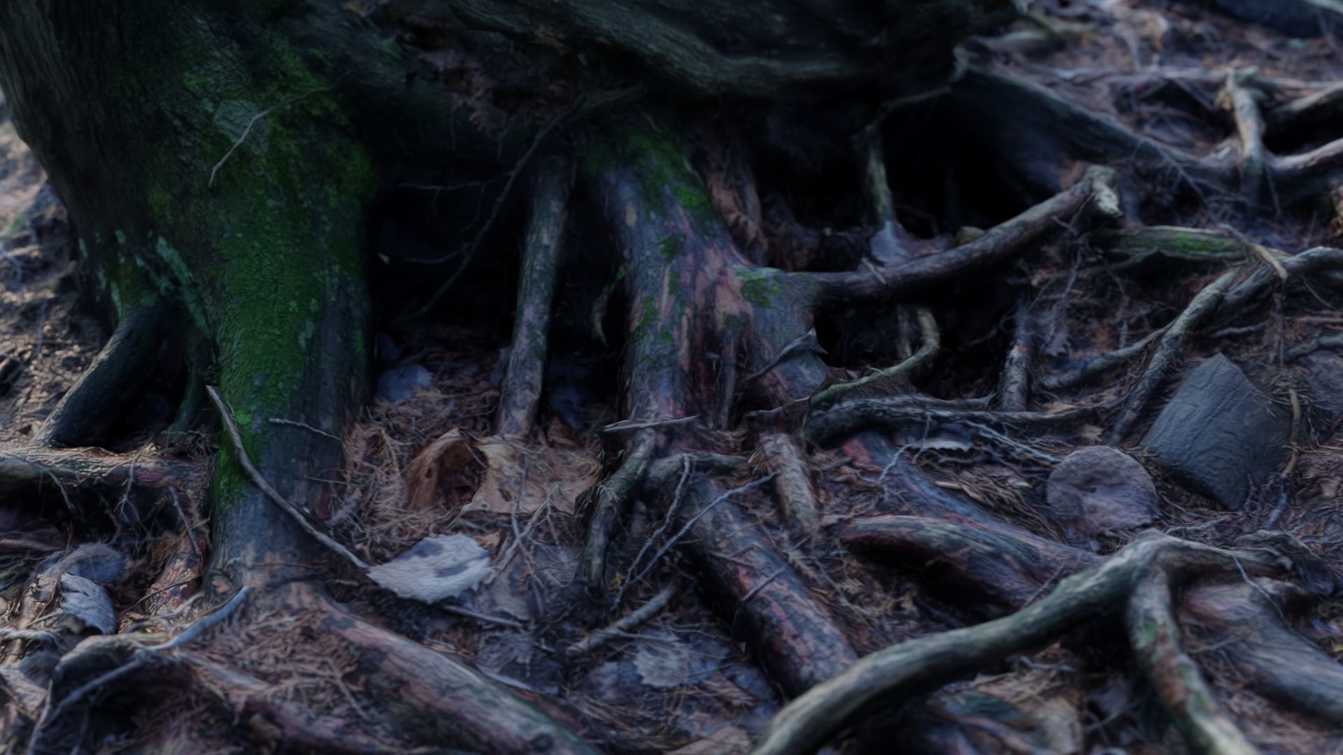 Forest Roots 3D model_7