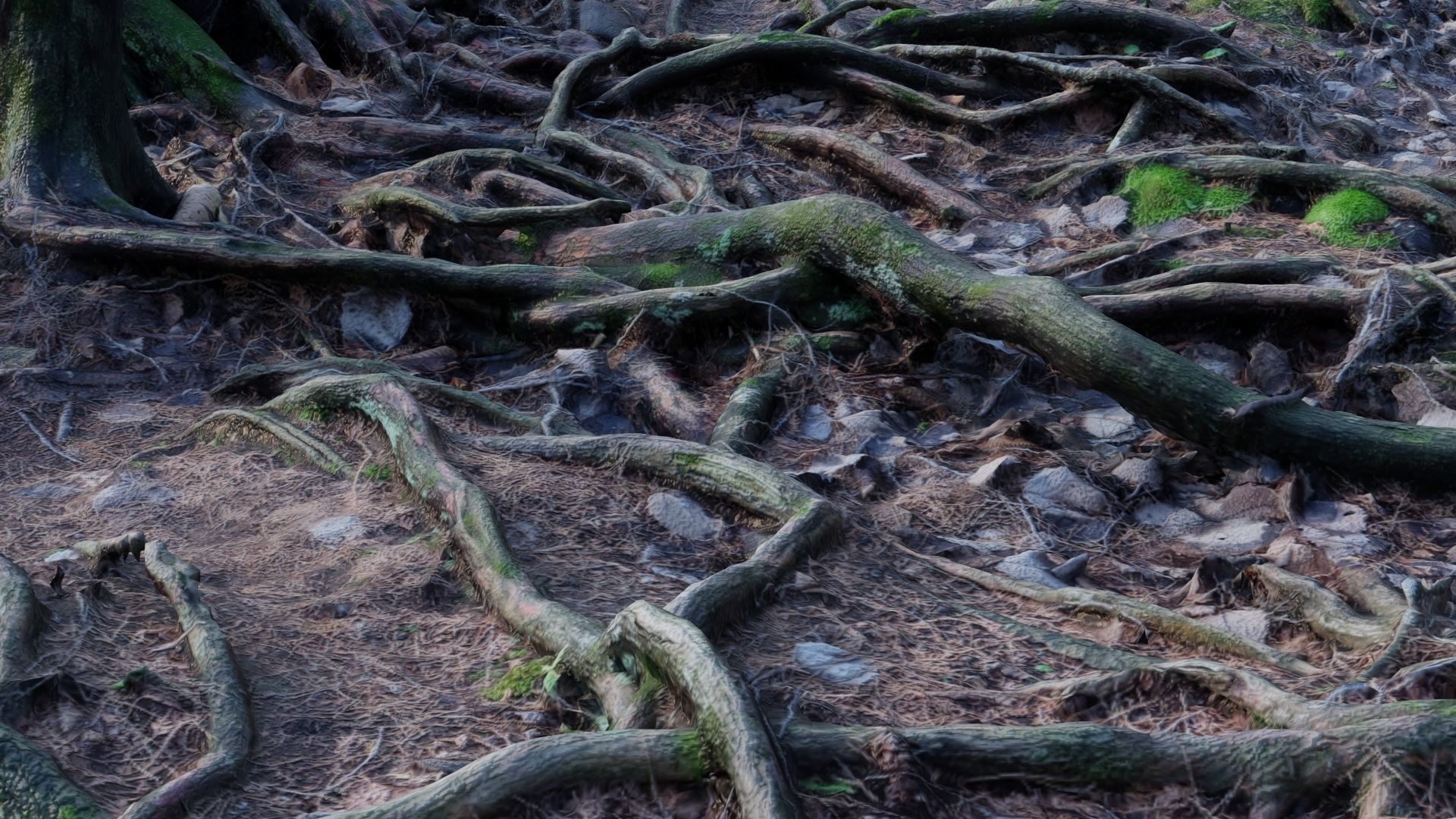 Forest Roots 3D model_2