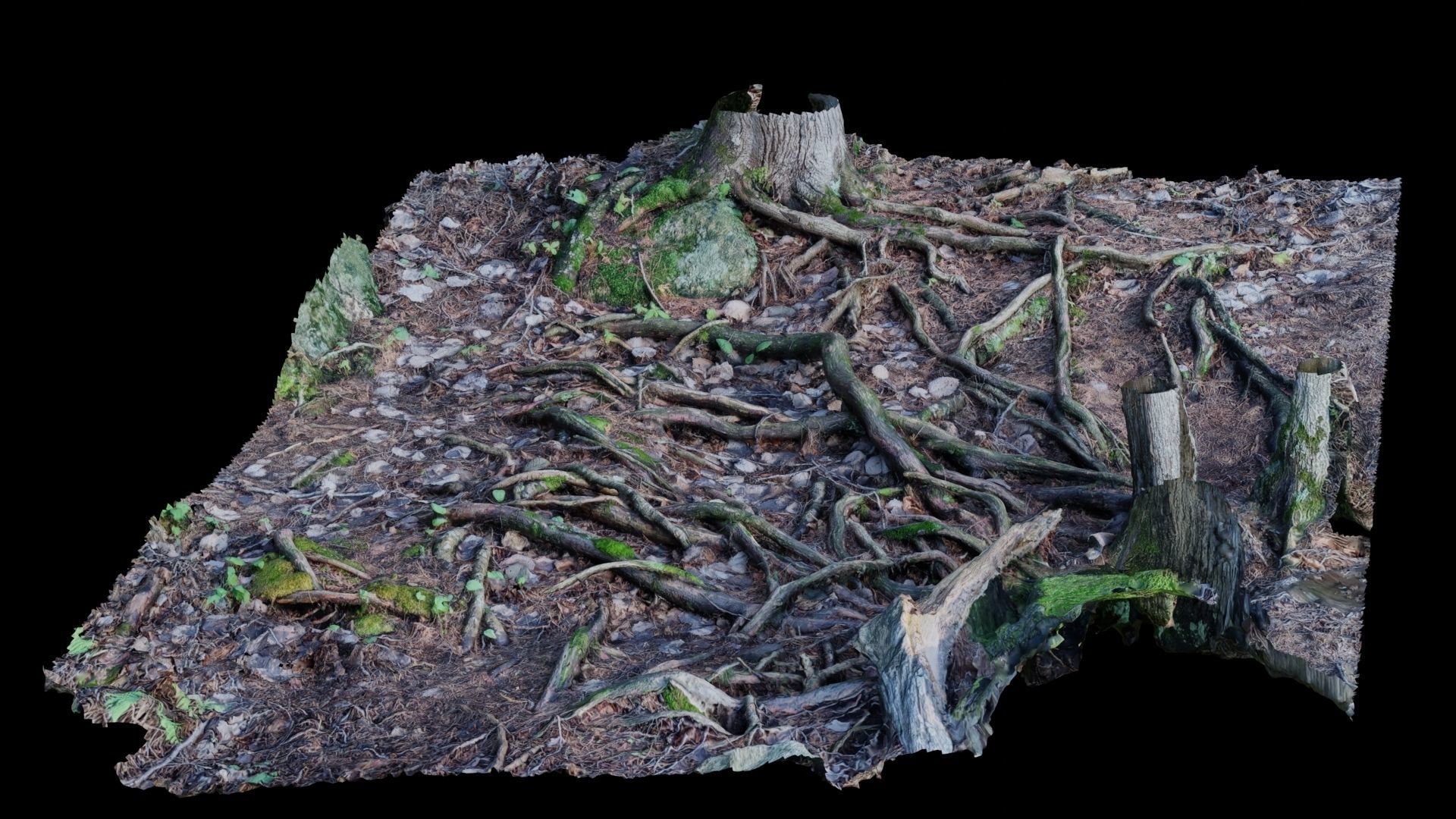 Forest Roots 3D model_31
