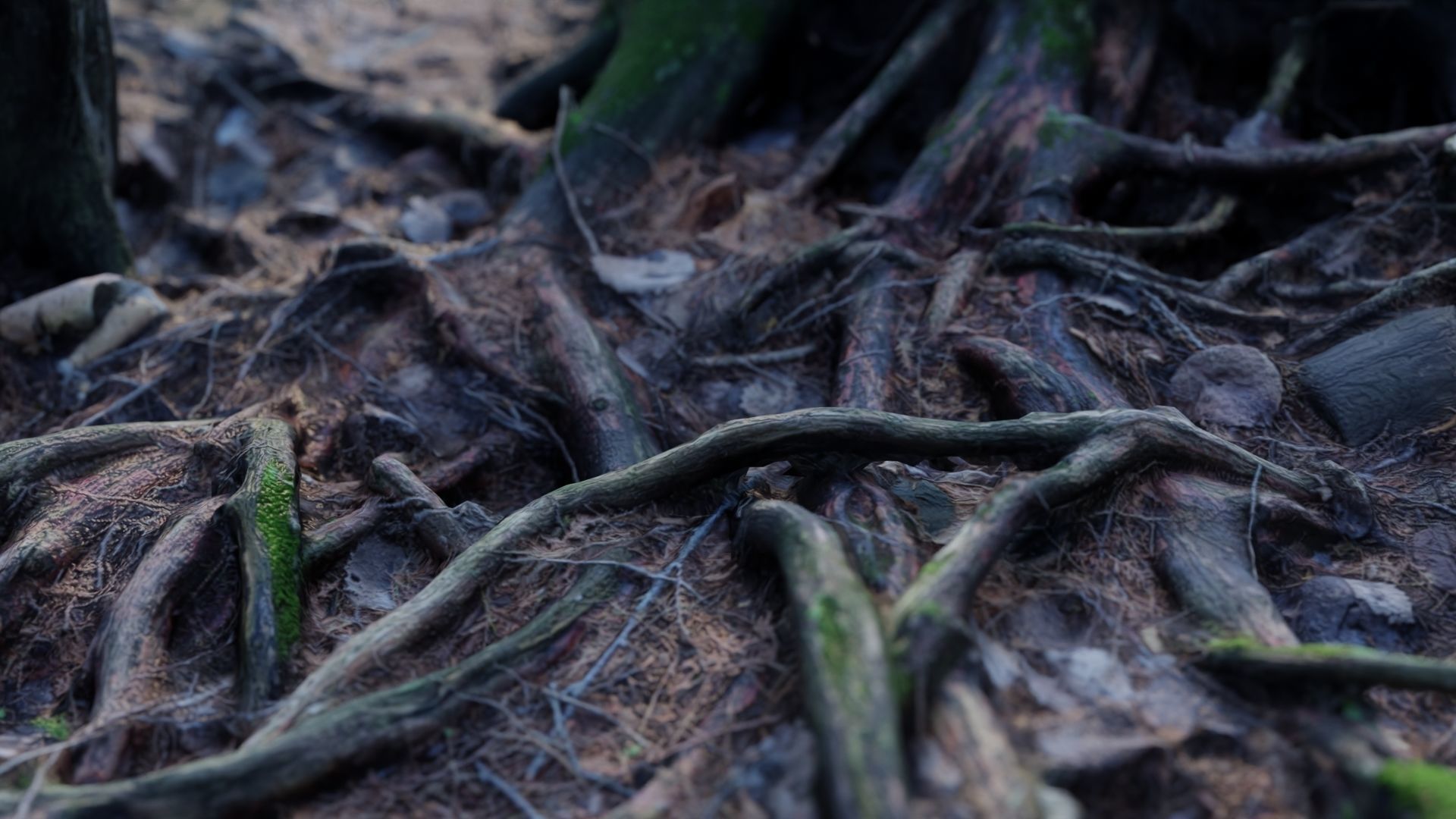 Forest Roots 3D model_5