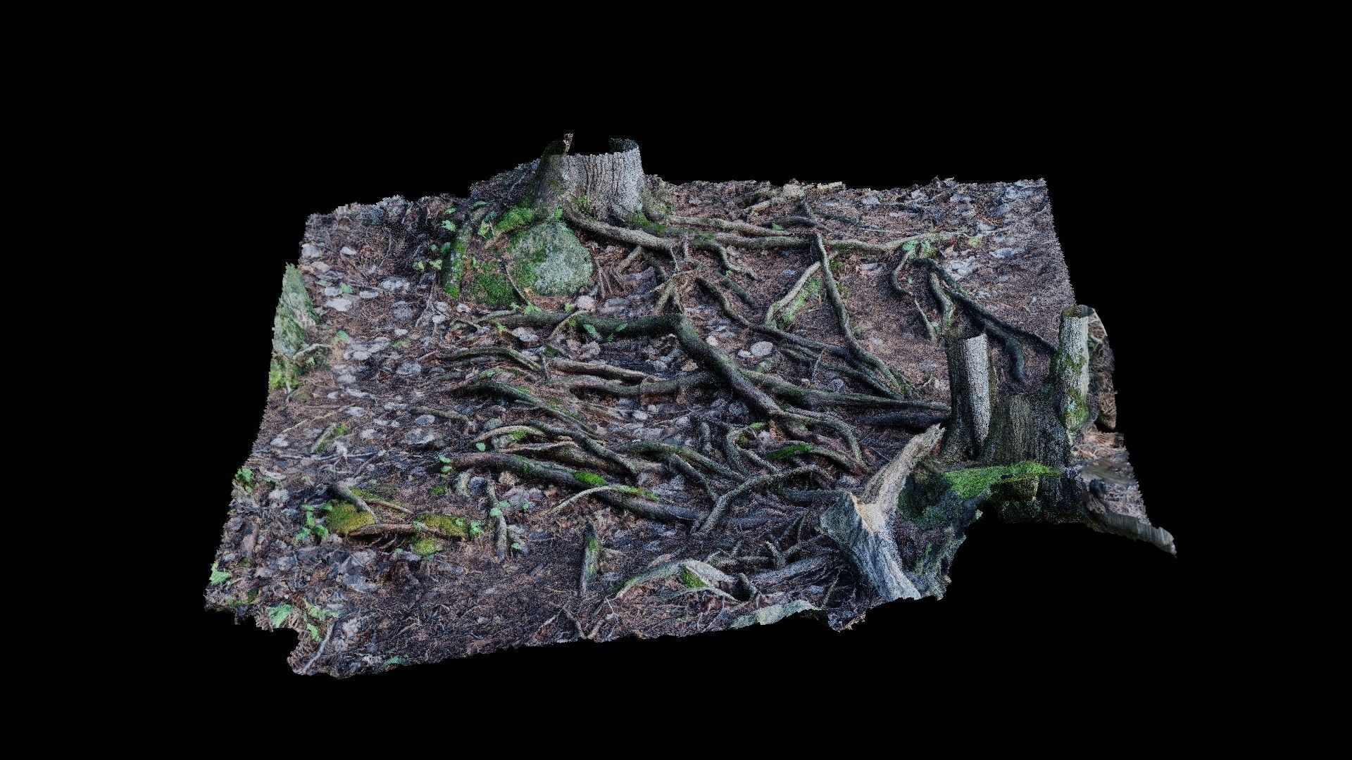 Forest Roots 3D model_11