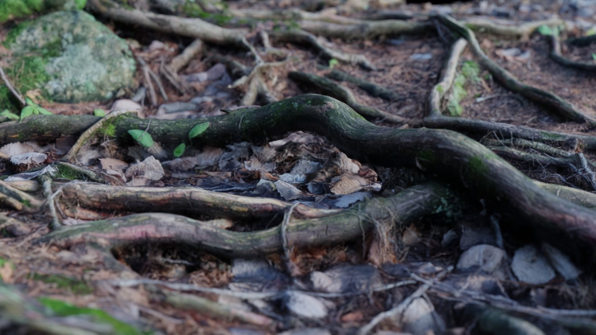 Forest Roots 3D model_4