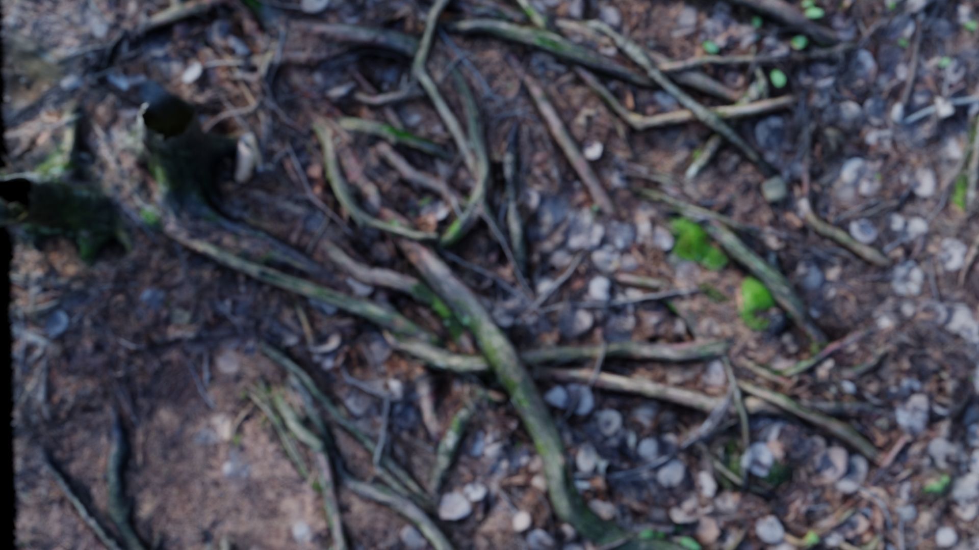 Forest Roots 3D model_3