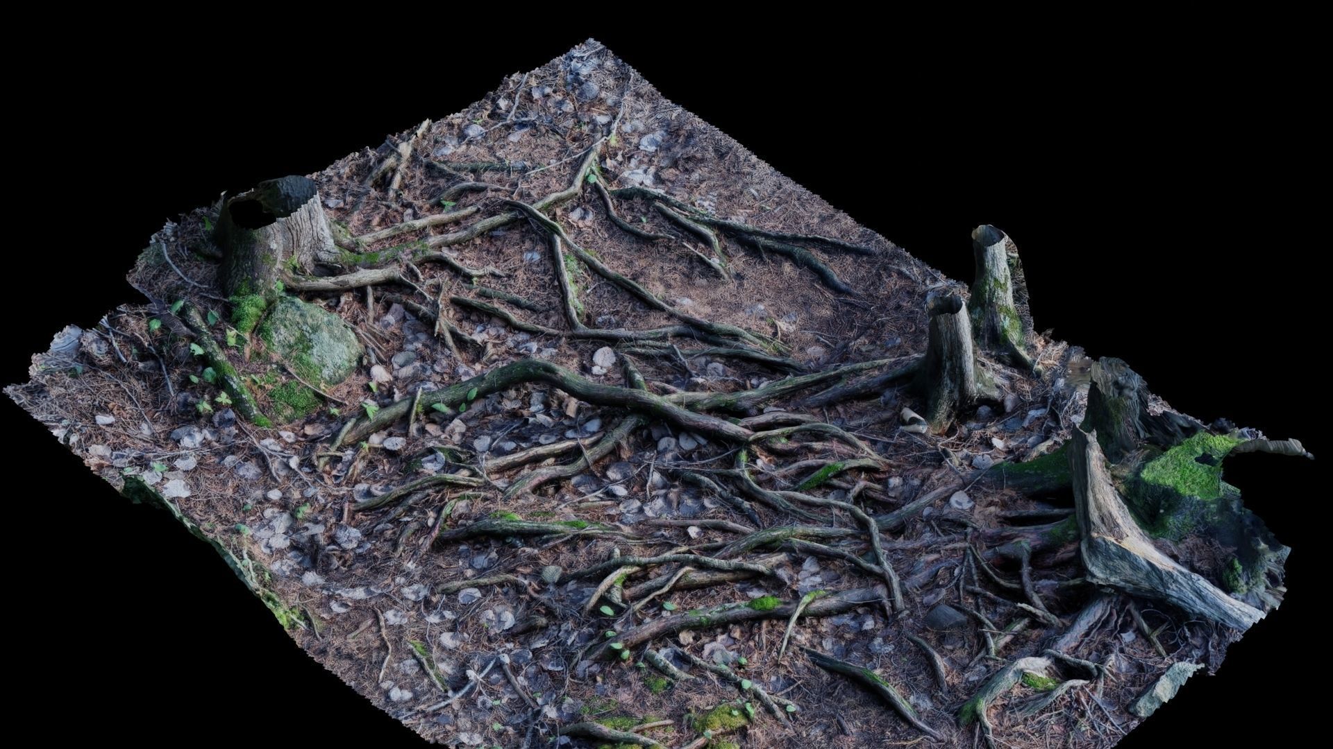 Forest Roots 3D model_32