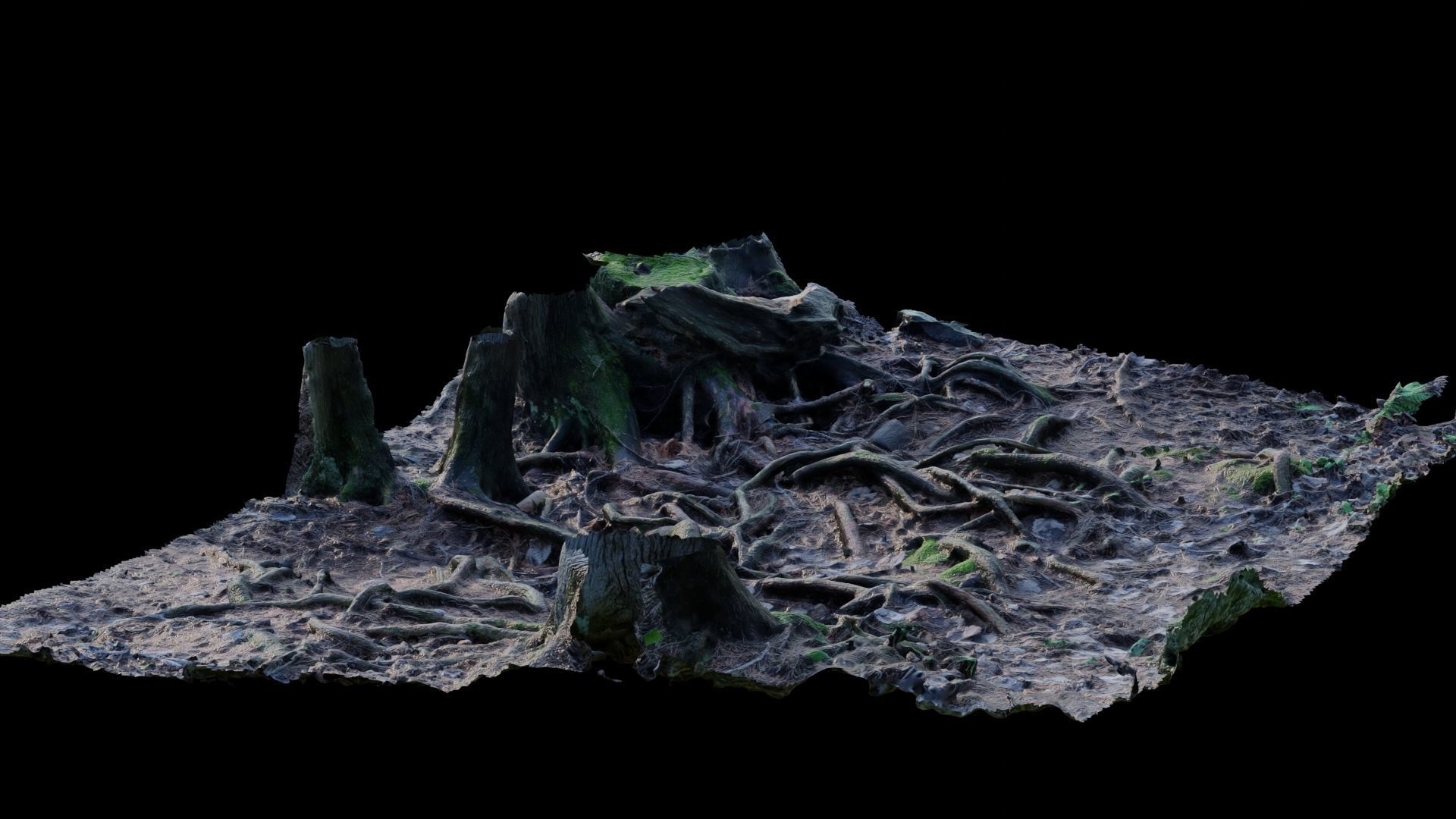 Forest Roots 3D model_29