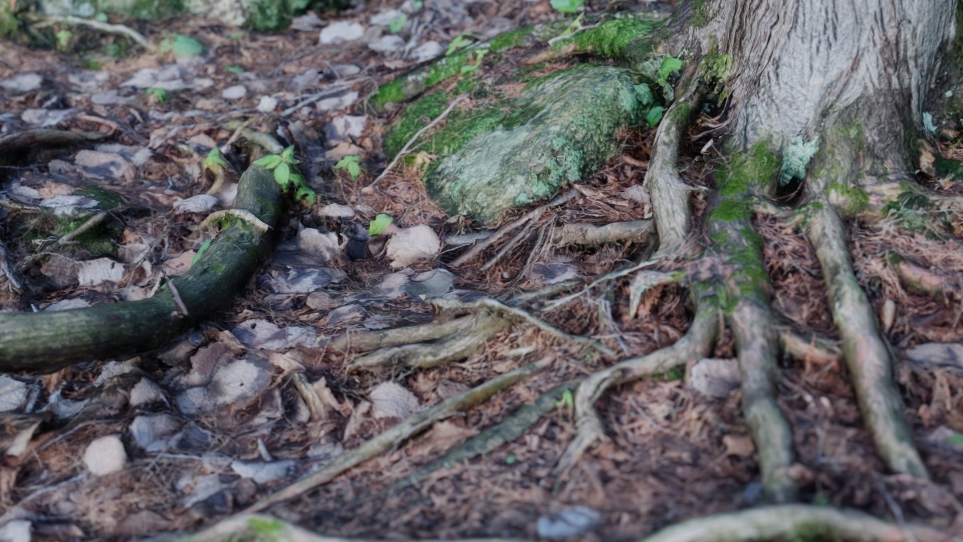 Forest Roots 3D model_8