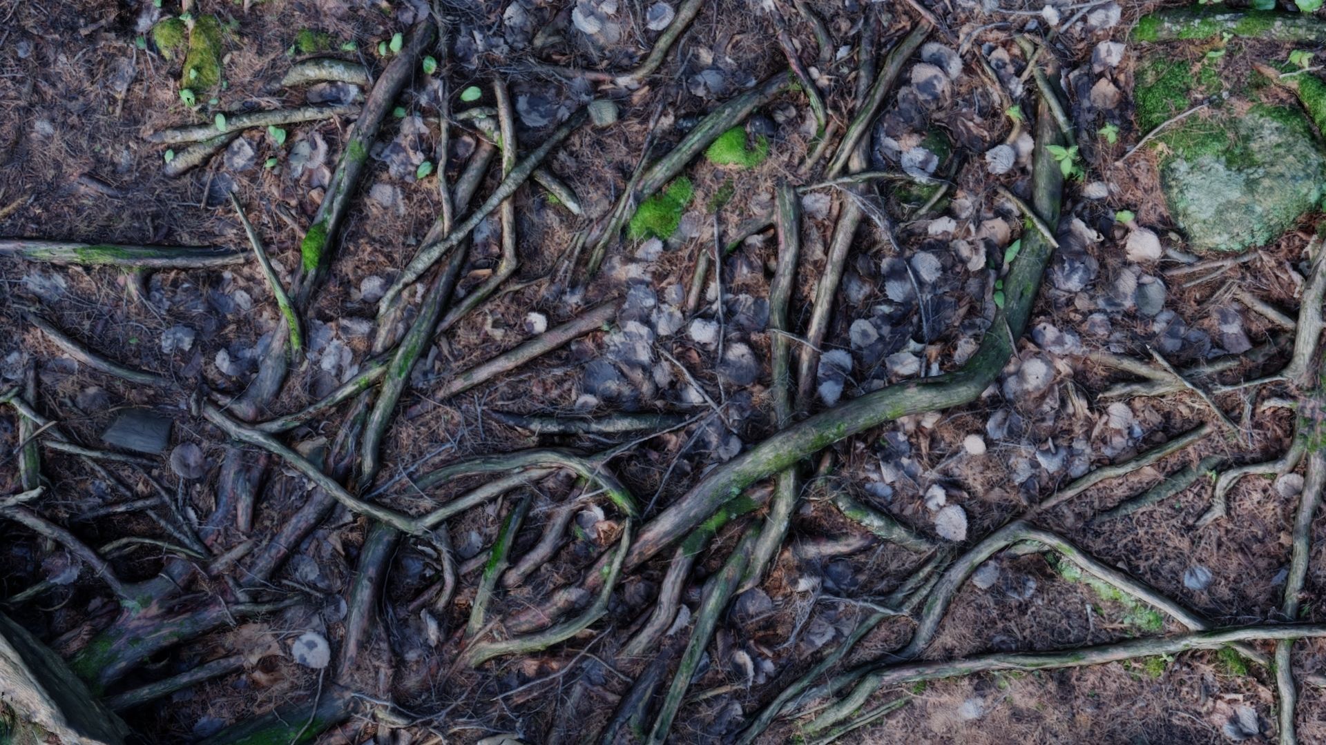 Forest Roots 3D model_1