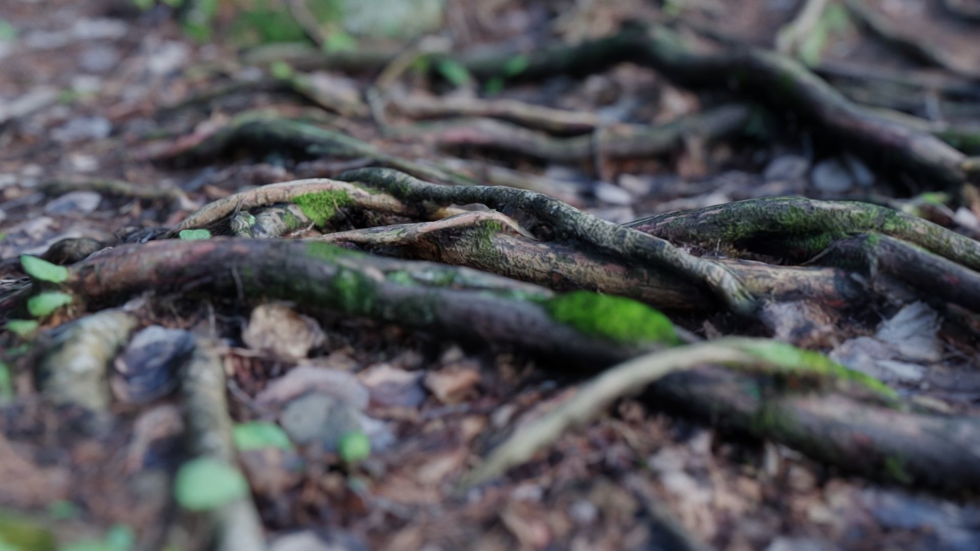 Forest Roots 3D model_6