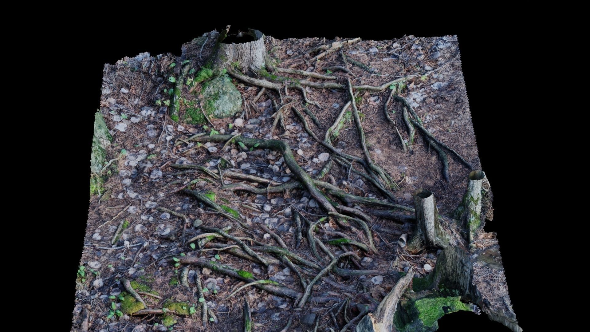 Forest Roots 3D model_14