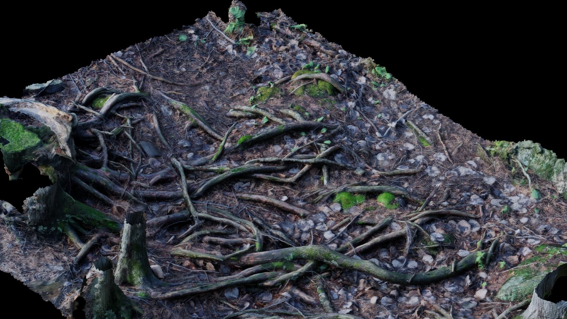 Forest Roots 3D model_30