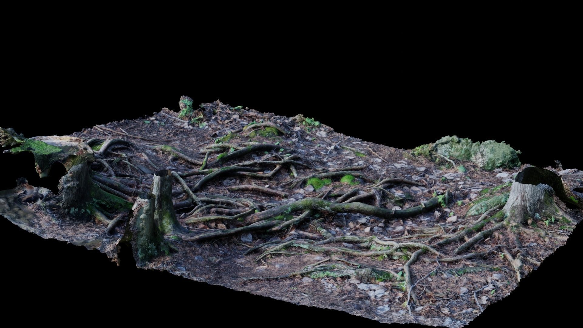 Forest Roots 3D model_25