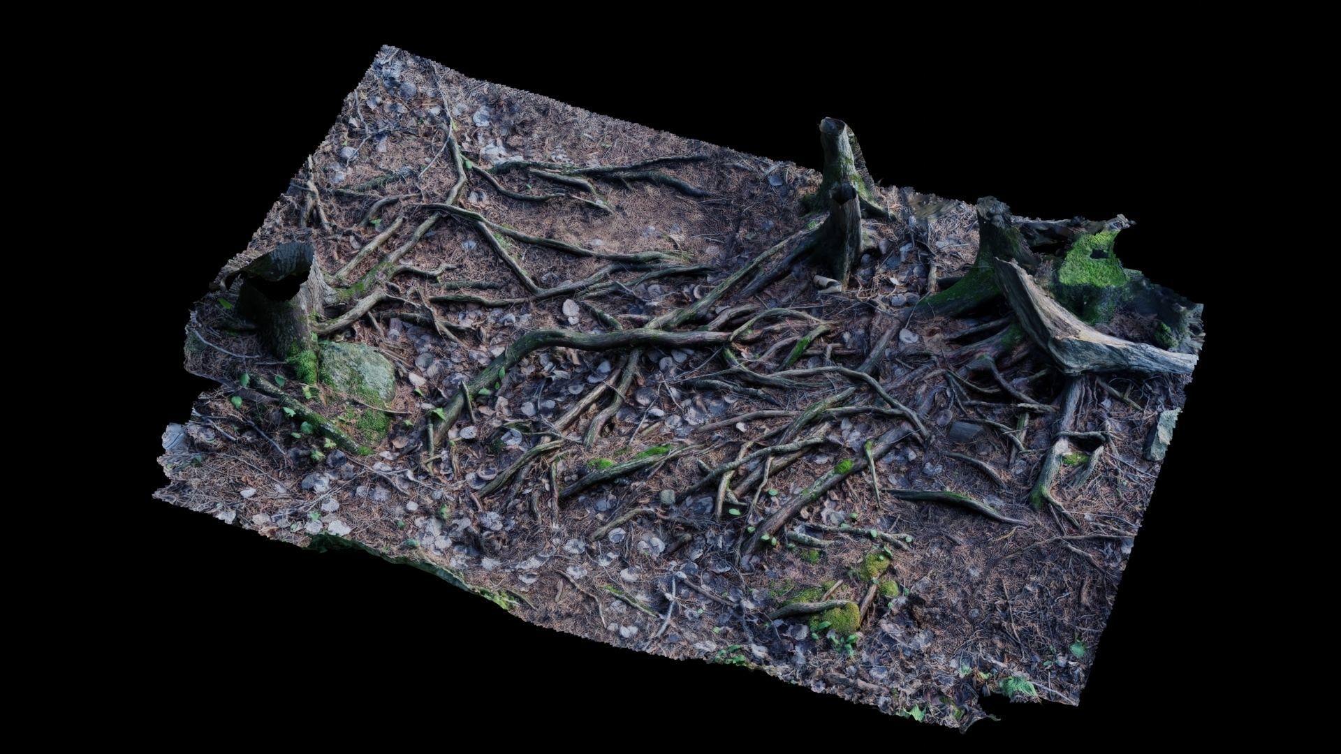 Forest Roots 3D model_12