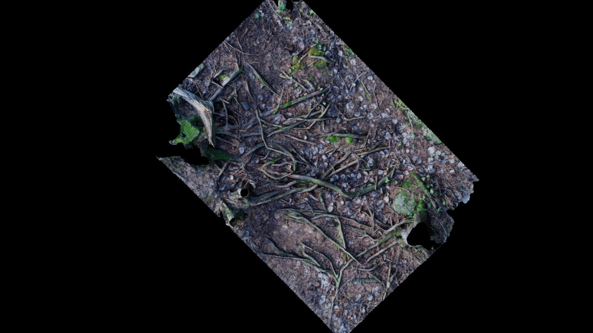 Forest Roots 3D model_13