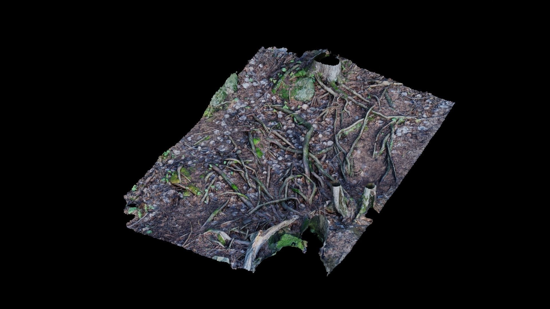 Forest Roots 3D model_18