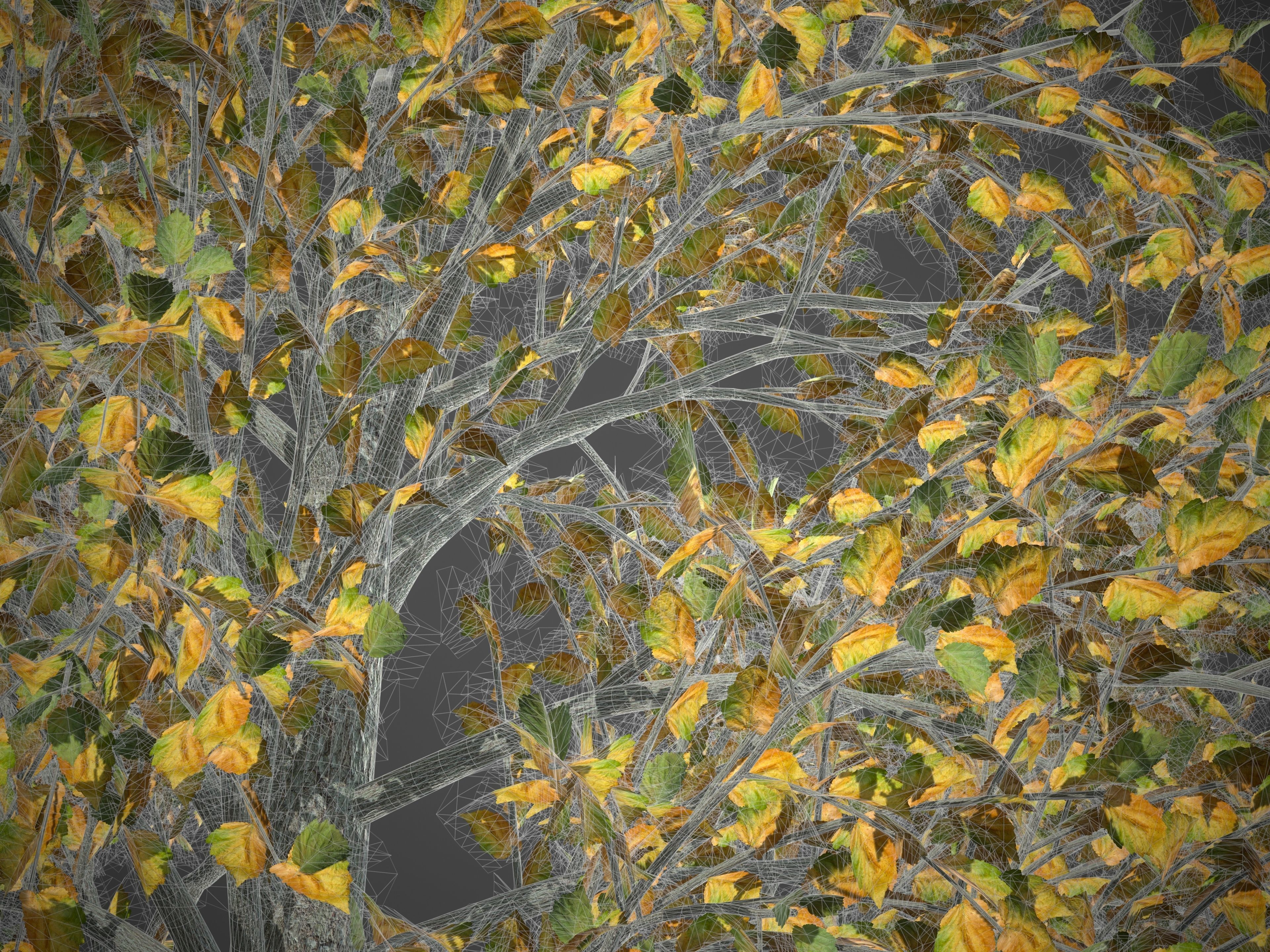 2021 PBR Turkish Hazel Collection - Corylus Colurna  3D model_10