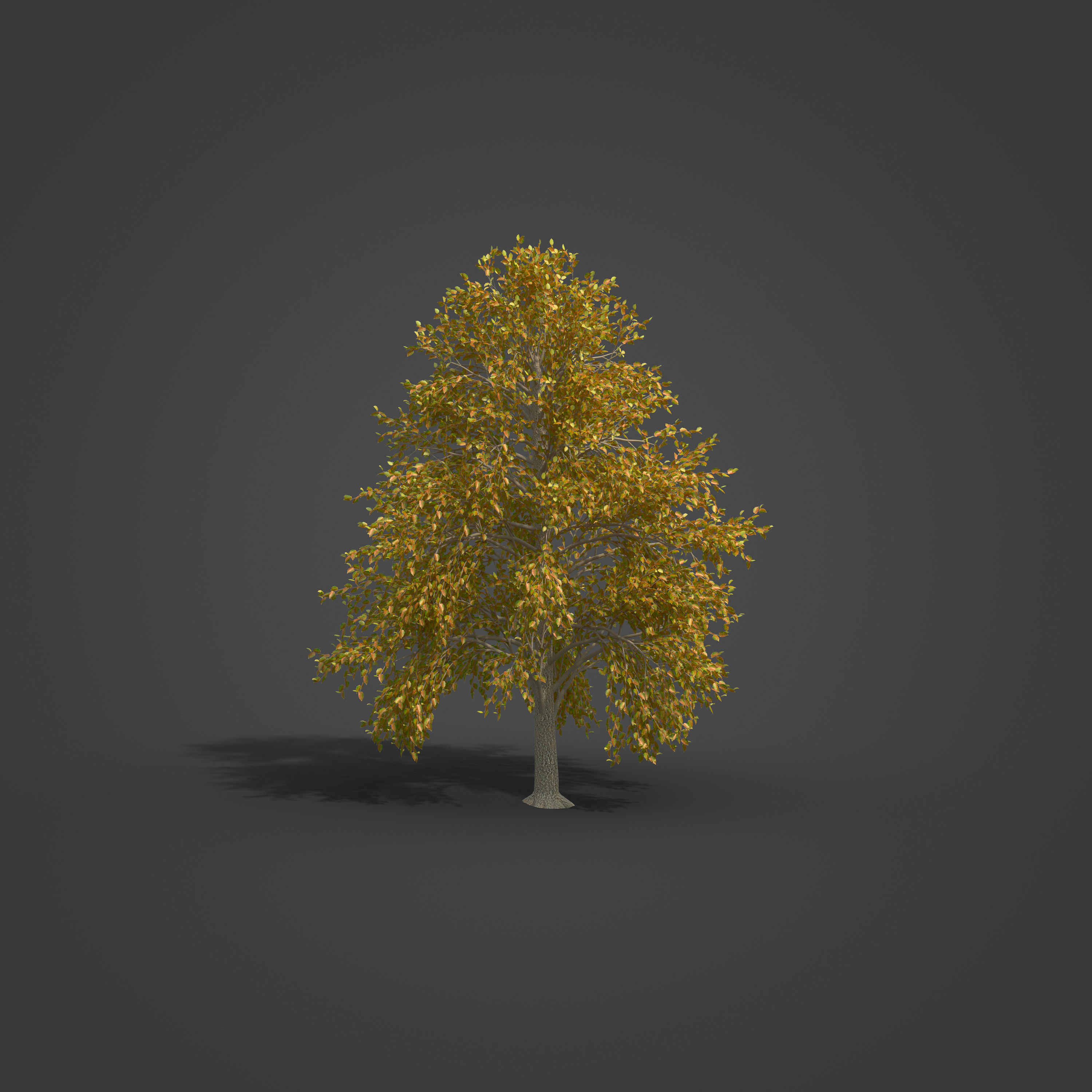 2021 PBR Turkish Hazel Collection - Corylus Colurna  3D model_3