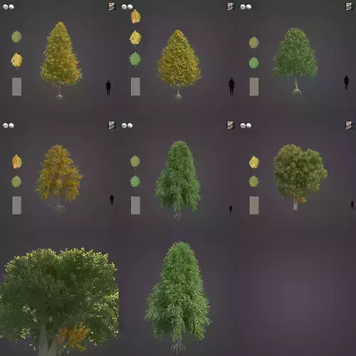 2021 PBR Turkish Hazel Collection - Corylus Colurna 