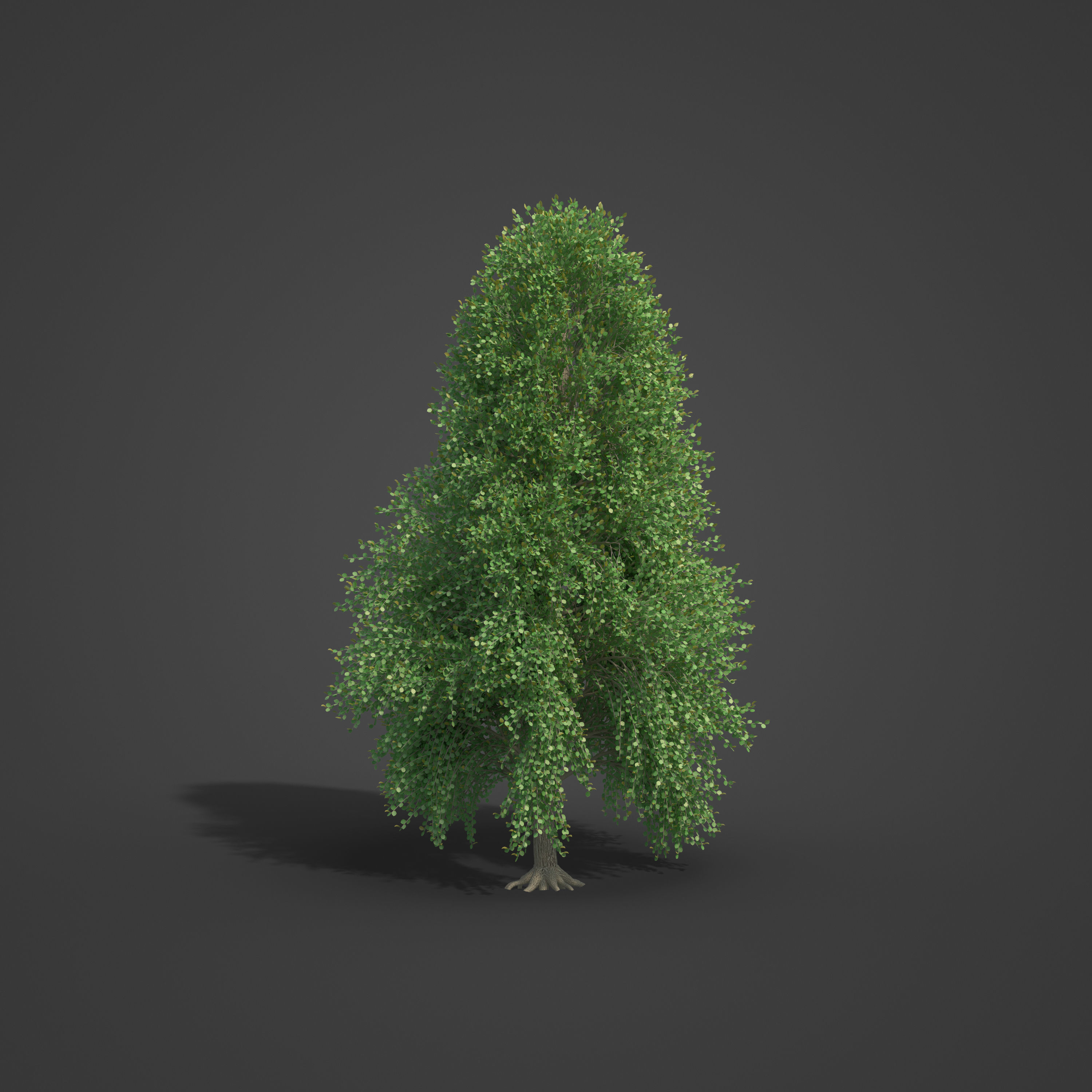 2021 PBR Turkish Hazel Collection - Corylus Colurna  3D model_4