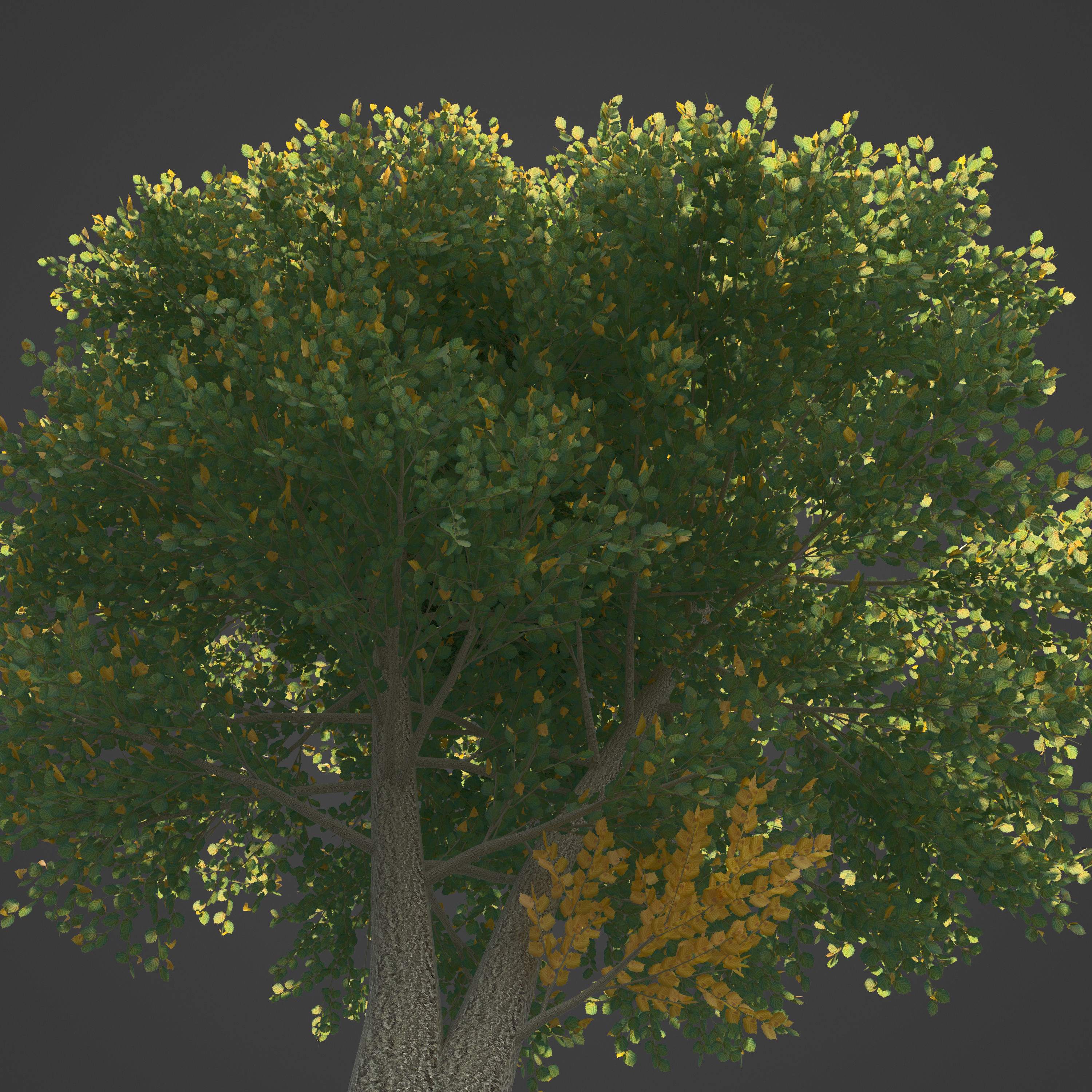 2021 PBR Turkish Hazel Collection - Corylus Colurna  3D model_6