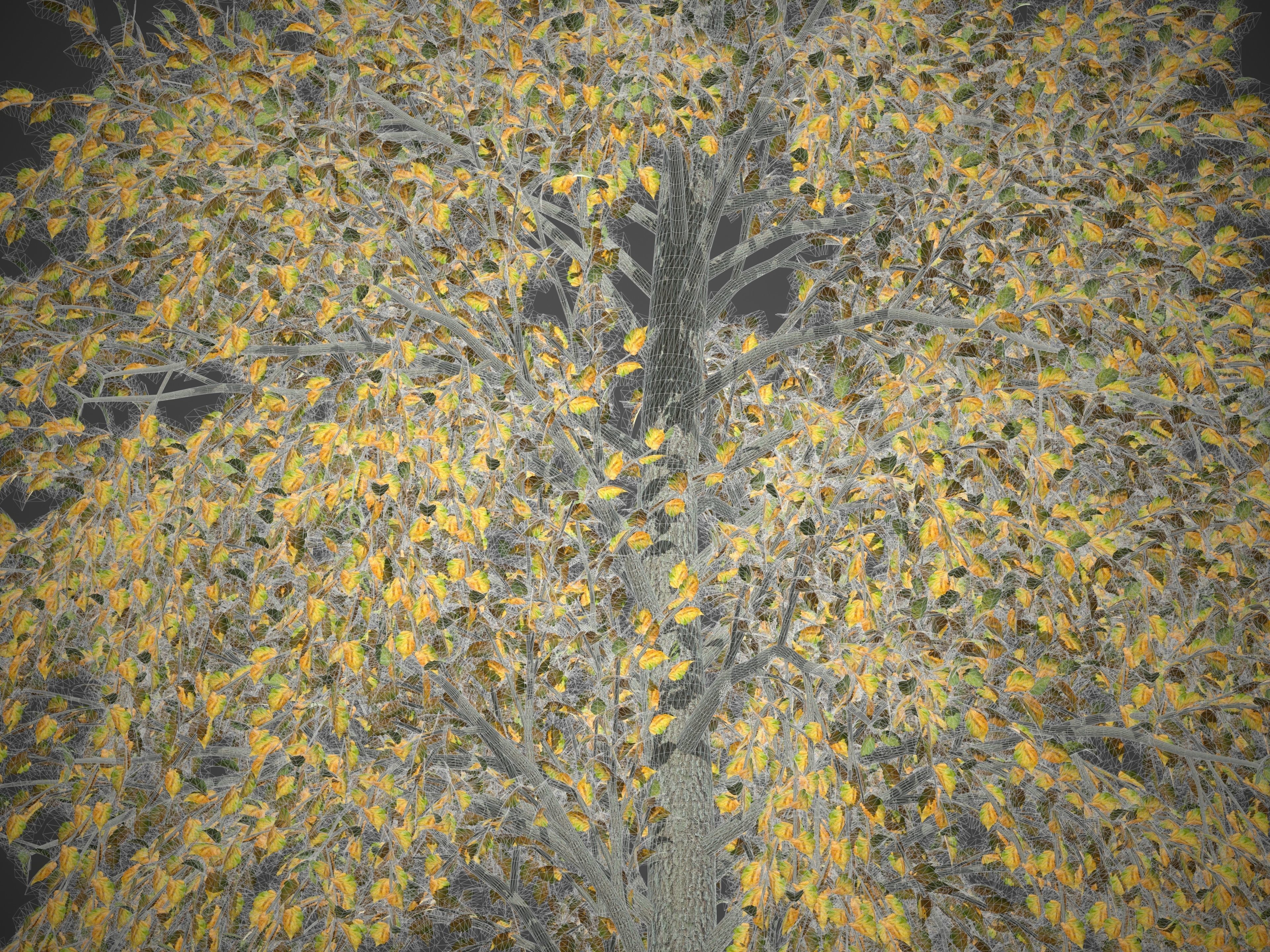 2021 PBR Turkish Hazel Collection - Corylus Colurna  3D model_9